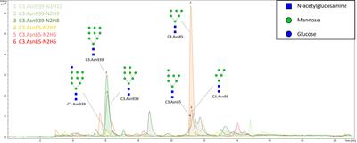 Human complement component C3 N-glycome changes in type 1 diabetes complications